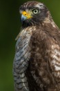Gavião Carijó (Rupornis magnirostris) – Roadside Hawk