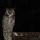 O Jacurutu (Bubo virginianus), com seus 52 cm de comprimento e até 153 cm de envergaduram é a maior coruja das Américas e o maior rapinante noturno do Brasil.  Fiz essa foto na Estrada Parque, na região do Pantanal da Nhecolândia, MS.
