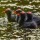 Filhotes de Galinha-d'água (Gallinula galeata) 🇧🇷Common Gallinule 🇬🇧